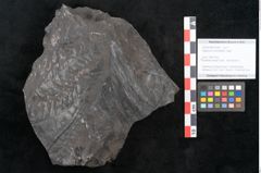 Foto (Objekt + Etikett) von Asplenium hochstetteri Unger (NHMW-GEO-2024-0188-10299)